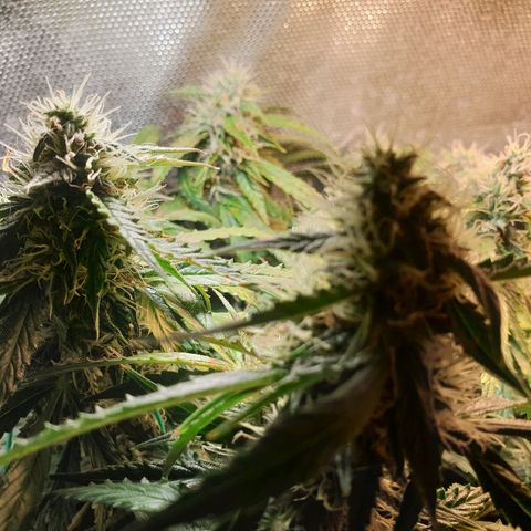 Delta 9 growlog timeline photo
