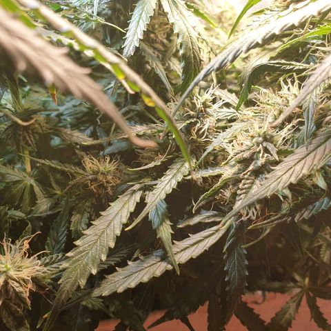 Delta 9 growlog timeline photo