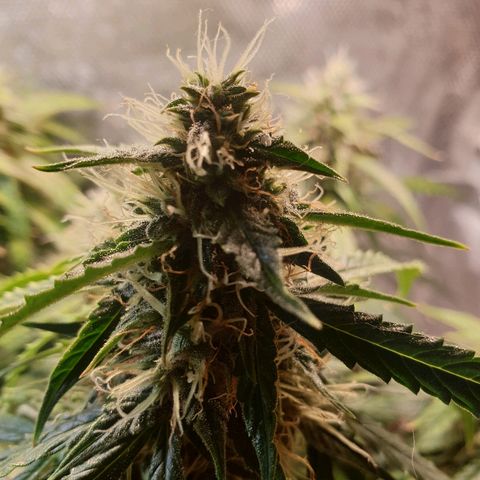 Delta 9 growlog timeline photo