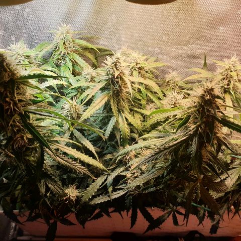 Delta 9 growlog timeline photo