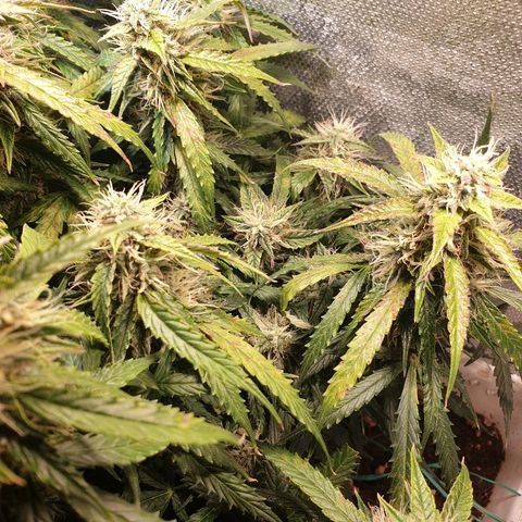 Delta 9 growlog timeline photo