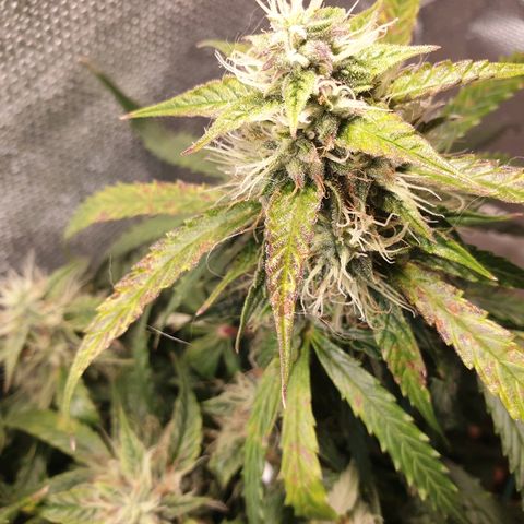 Delta 9 growlog timeline photo