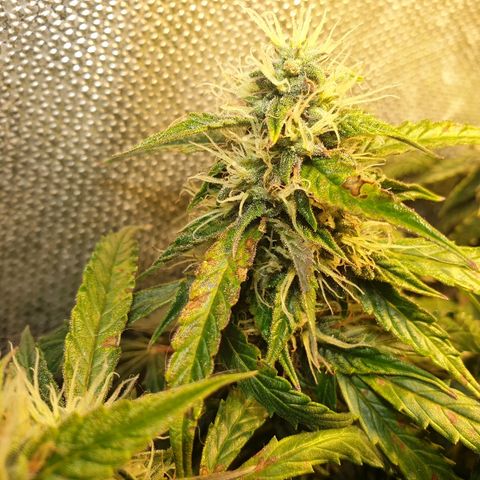 Delta 9 growlog timeline photo