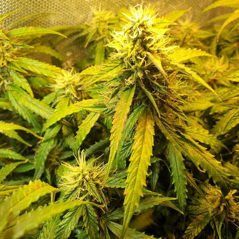 Delta 9 growlog timeline photo