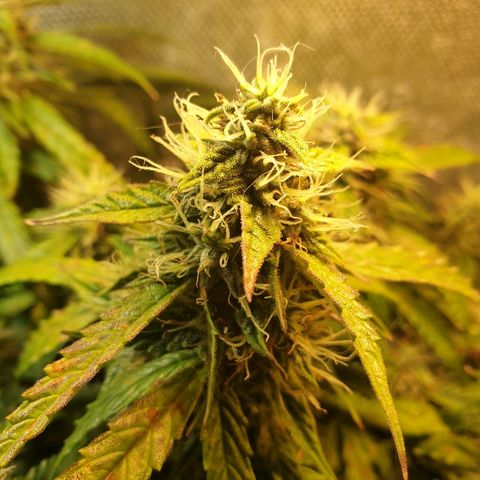 Delta 9 growlog timeline photo