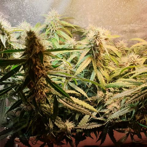 Delta 9 growlog timeline photo