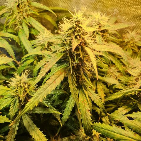 Delta 9 growlog timeline photo