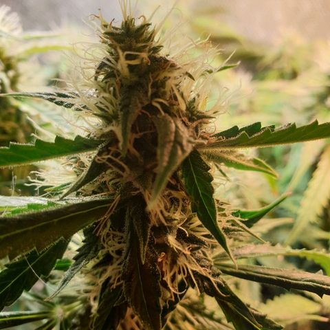 Delta 9 growlog timeline photo