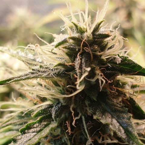 Delta 9 growlog timeline photo