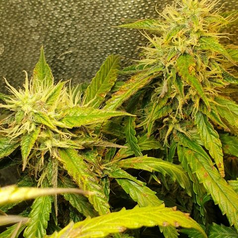 Delta 9 growlog timeline photo