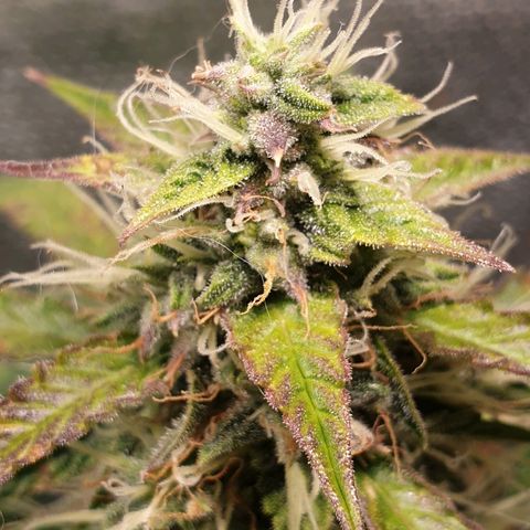 Delta 9 growlog timeline photo