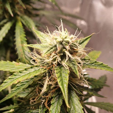Delta 9 growlog timeline photo