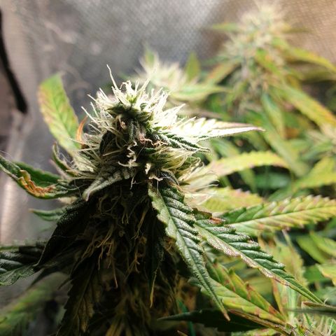 Delta 9 growlog timeline photo