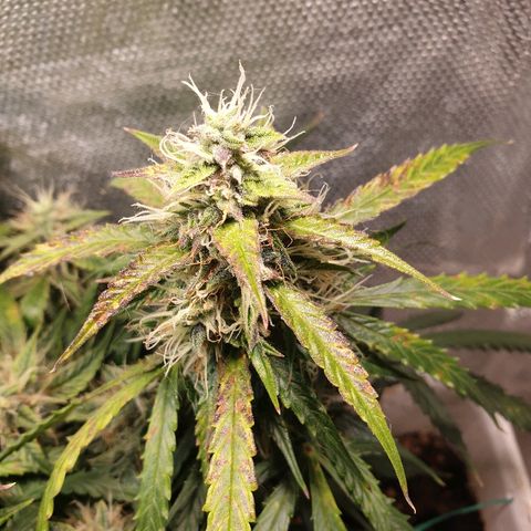 Delta 9 growlog timeline photo