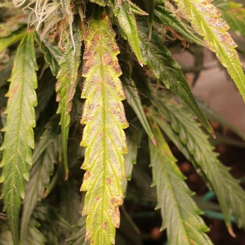 Delta 9 growlog timeline photo