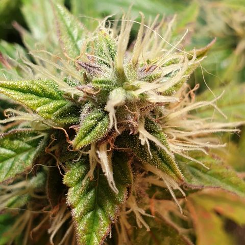 Delta 9 growlog timeline photo