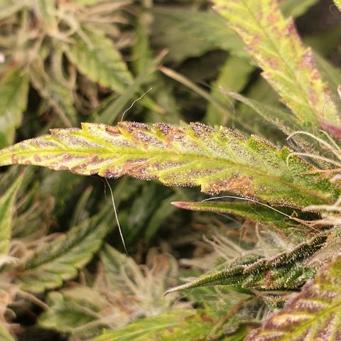 Delta 9 growlog timeline photo