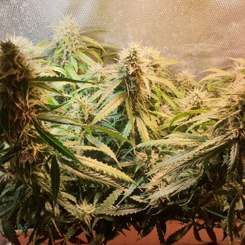 Delta 9 growlog timeline photo