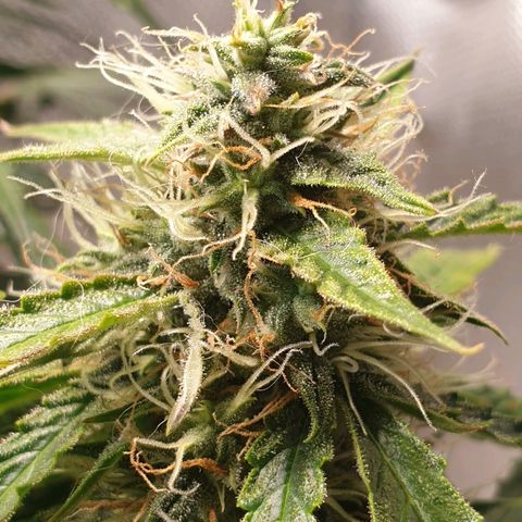 Delta 9 growlog timeline photo