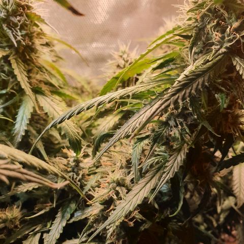 Delta 9 growlog timeline photo