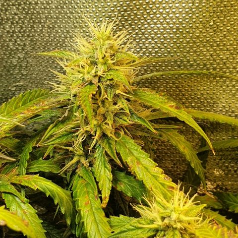 Delta 9 growlog timeline photo