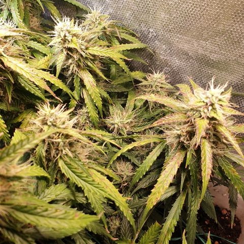 Delta 9 growlog timeline photo