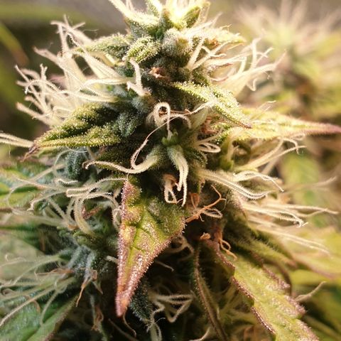 Delta 9 growlog timeline photo