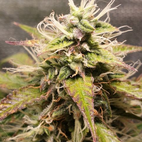 Delta 9 growlog timeline photo