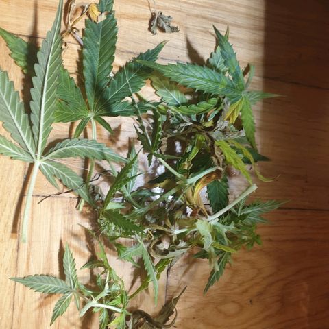 Delta 9 growlog timeline photo