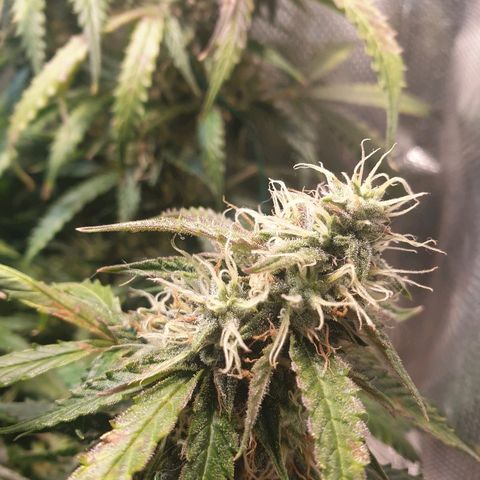 Delta 9 growlog timeline photo