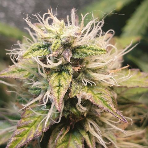 Delta 9 growlog timeline photo