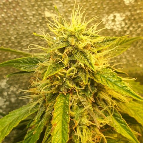 Delta 9 growlog timeline photo