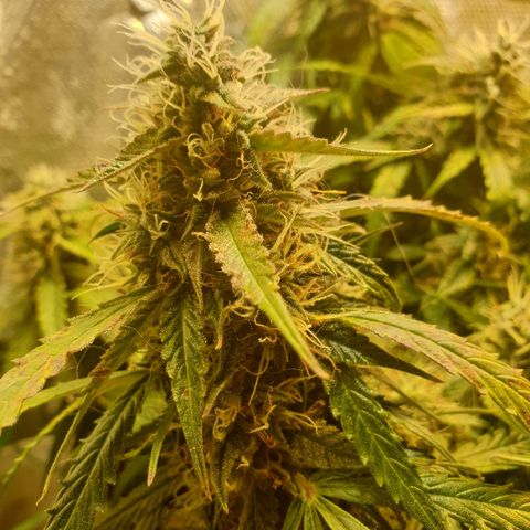 Delta 9 growlog timeline photo