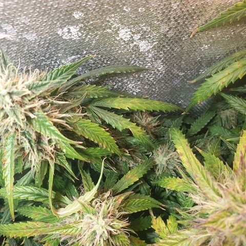 Delta 9 growlog timeline photo