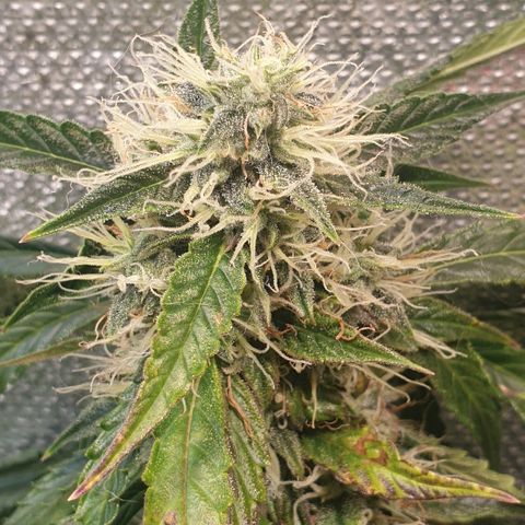 Delta 9 growlog timeline photo