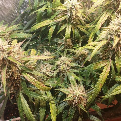 Delta 9 growlog timeline photo