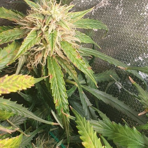Delta 9 growlog timeline photo