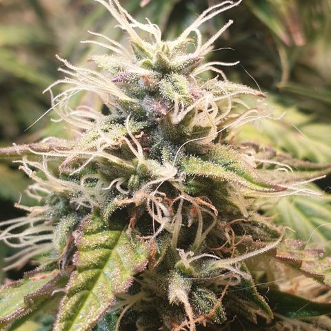 Delta 9 growlog timeline photo