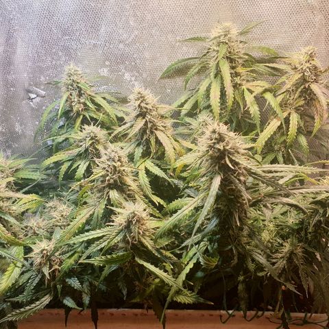 Delta 9 growlog timeline photo