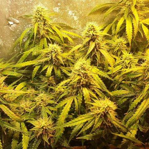 Delta 9 growlog timeline photo