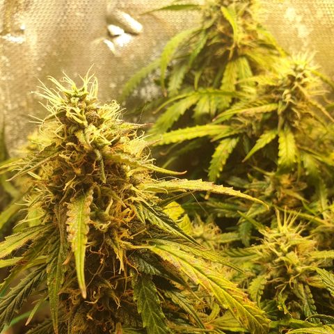 Delta 9 growlog timeline photo