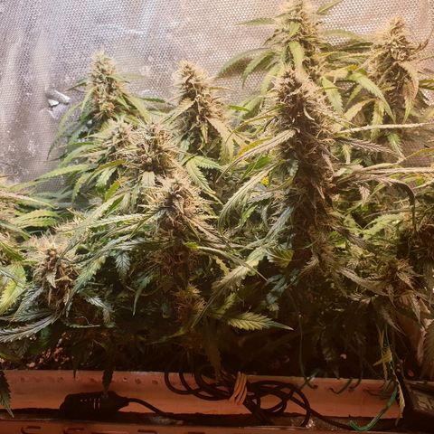 Delta 9 growlog timeline photo