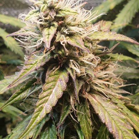 Delta 9 growlog timeline photo
