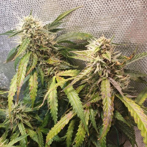 Delta 9 growlog timeline photo
