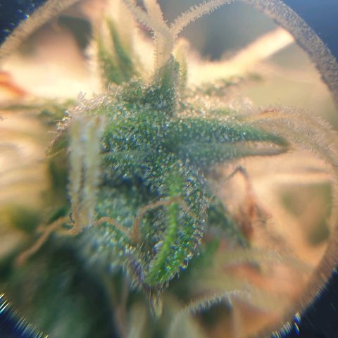 Delta 9 growlog timeline photo