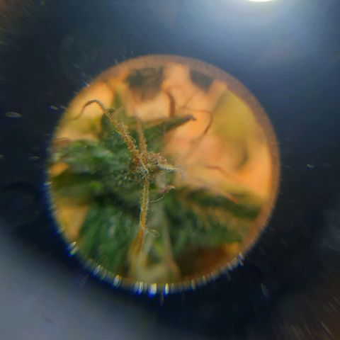 Delta 9 growlog timeline photo