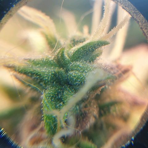Delta 9 growlog timeline photo