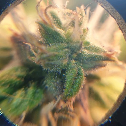 Delta 9 growlog timeline photo