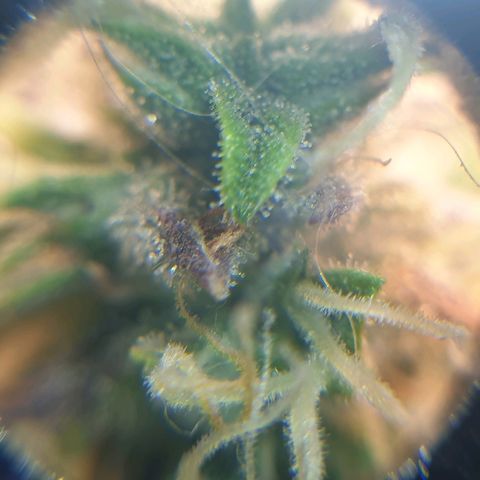 Delta 9 growlog timeline photo
