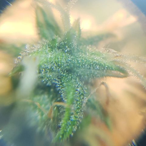 Delta 9 growlog timeline photo